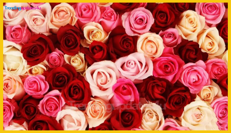 Significance of Rose Day